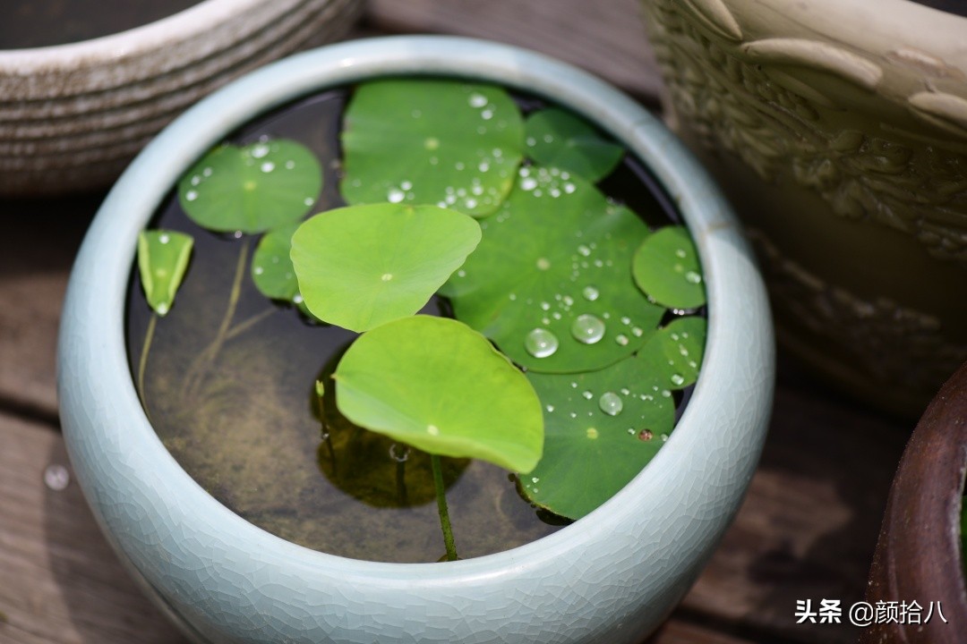 碗莲种藕生长到开花全过程,碗莲种藕到开花的过程