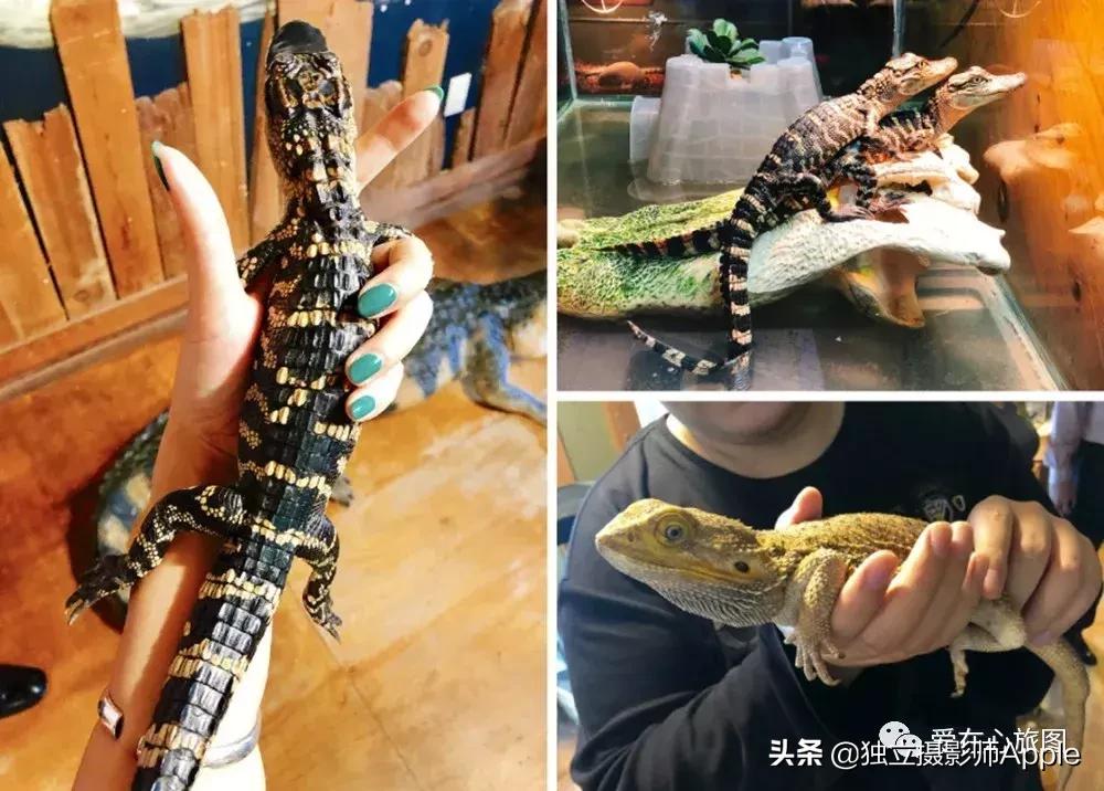 休斯顿酷玩攻略,请收下这份休斯顿酷玩指南