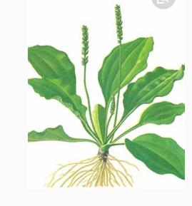 整合——28种青草药，赶快收藏备用！