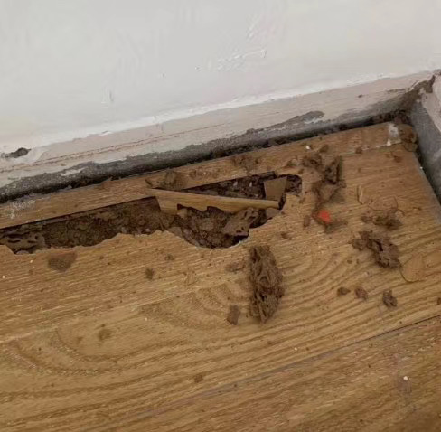 小区白蚁爆发有谁处理,小区出现白蚁消杀需谨慎