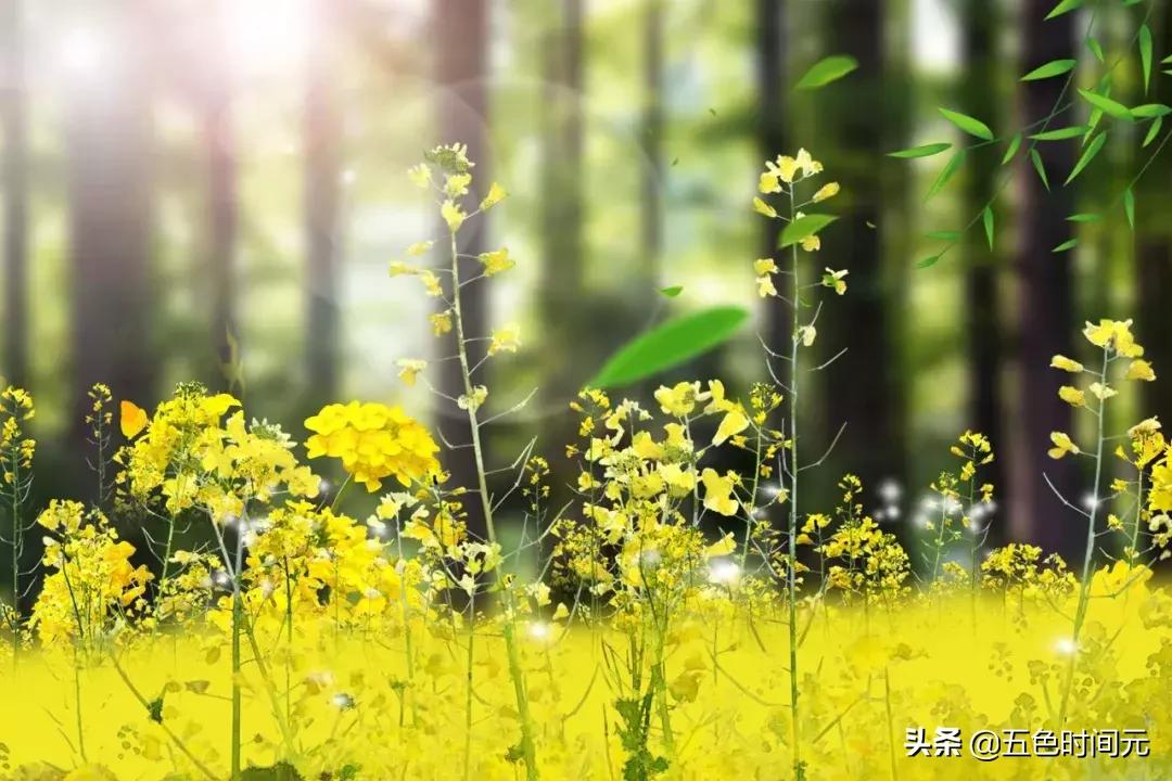 四书五经修身养性齐家治国平天下,四书五经警句