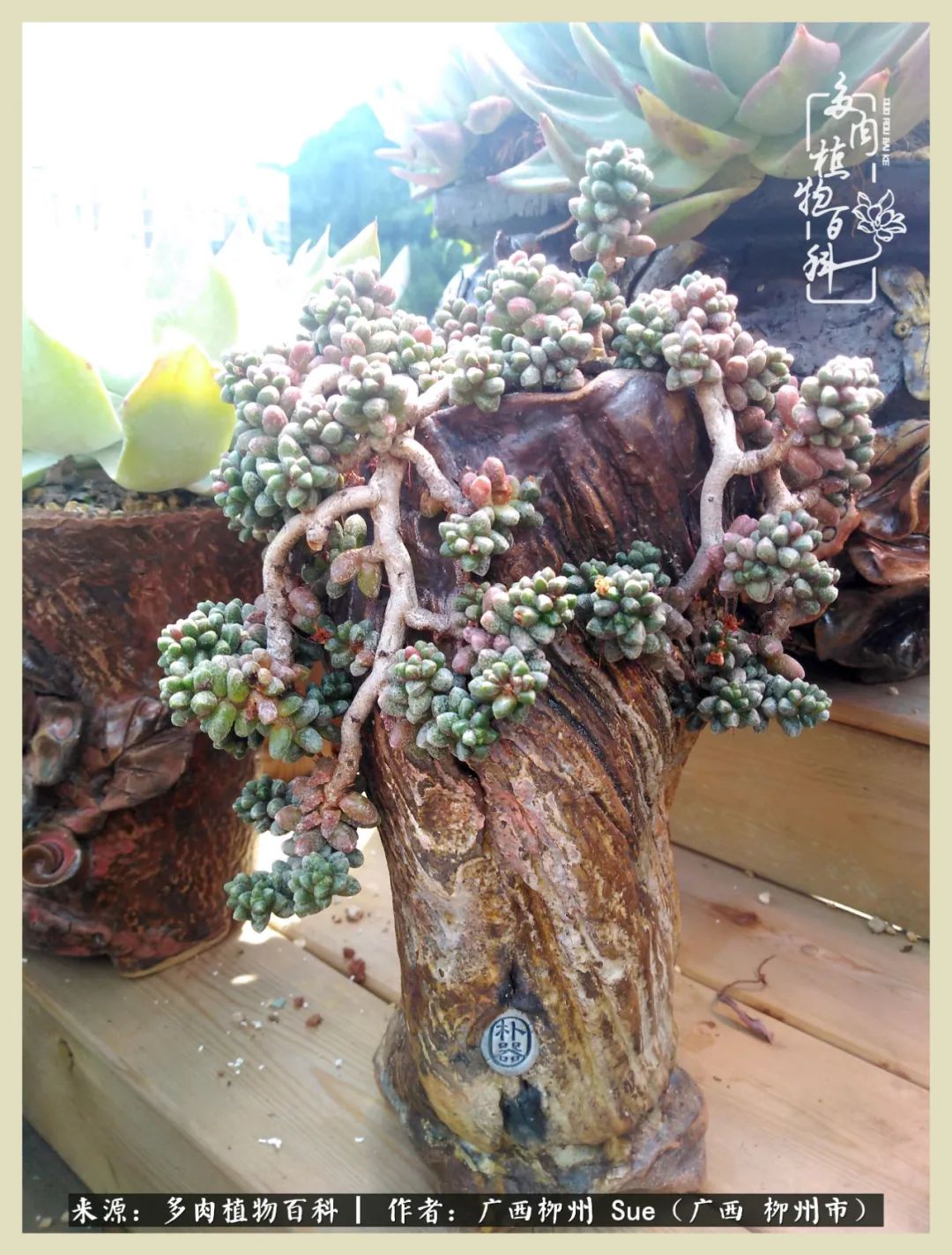 艳阳高照凉爽贵州，我要勤快地捕捉美好！（二）