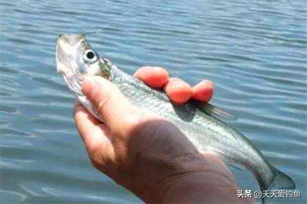 春季手竿拉翘嘴，就用这几招，连竿上鱼实在太牛气