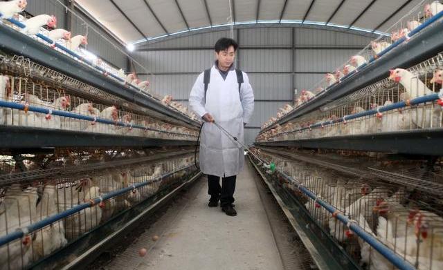 怎样预防春季鸡病的发生,秋季鸡病预防与治疗