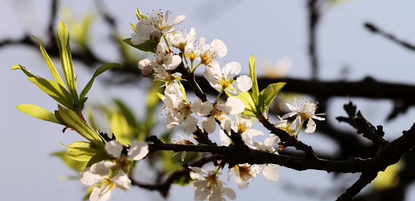 李花的唯美诗句,李花诗词大全100首