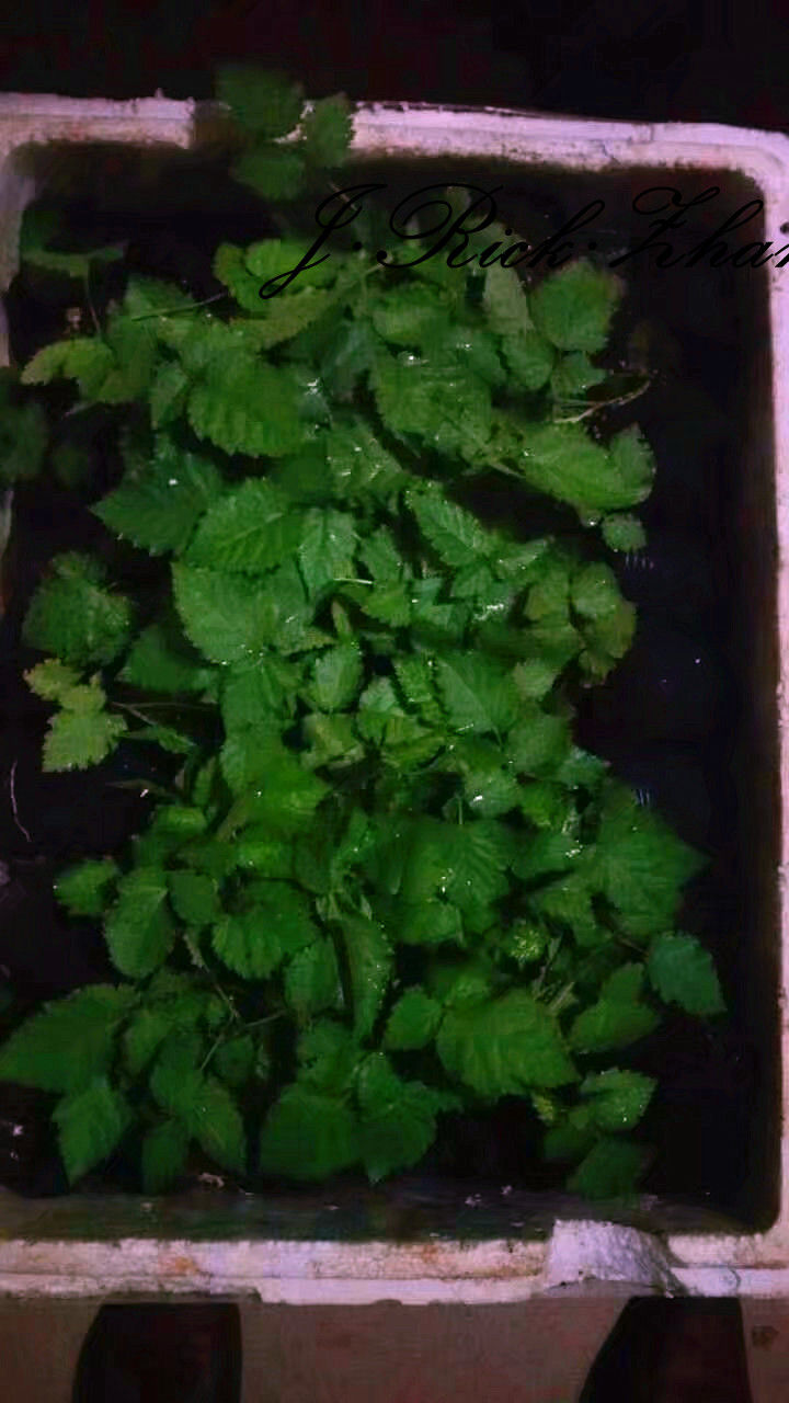 如何种野生树莓,树莓果的种子怎么种植