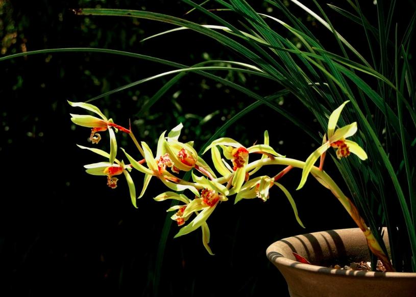 兰花品种是怎么培育出来的,兰花如何分品种