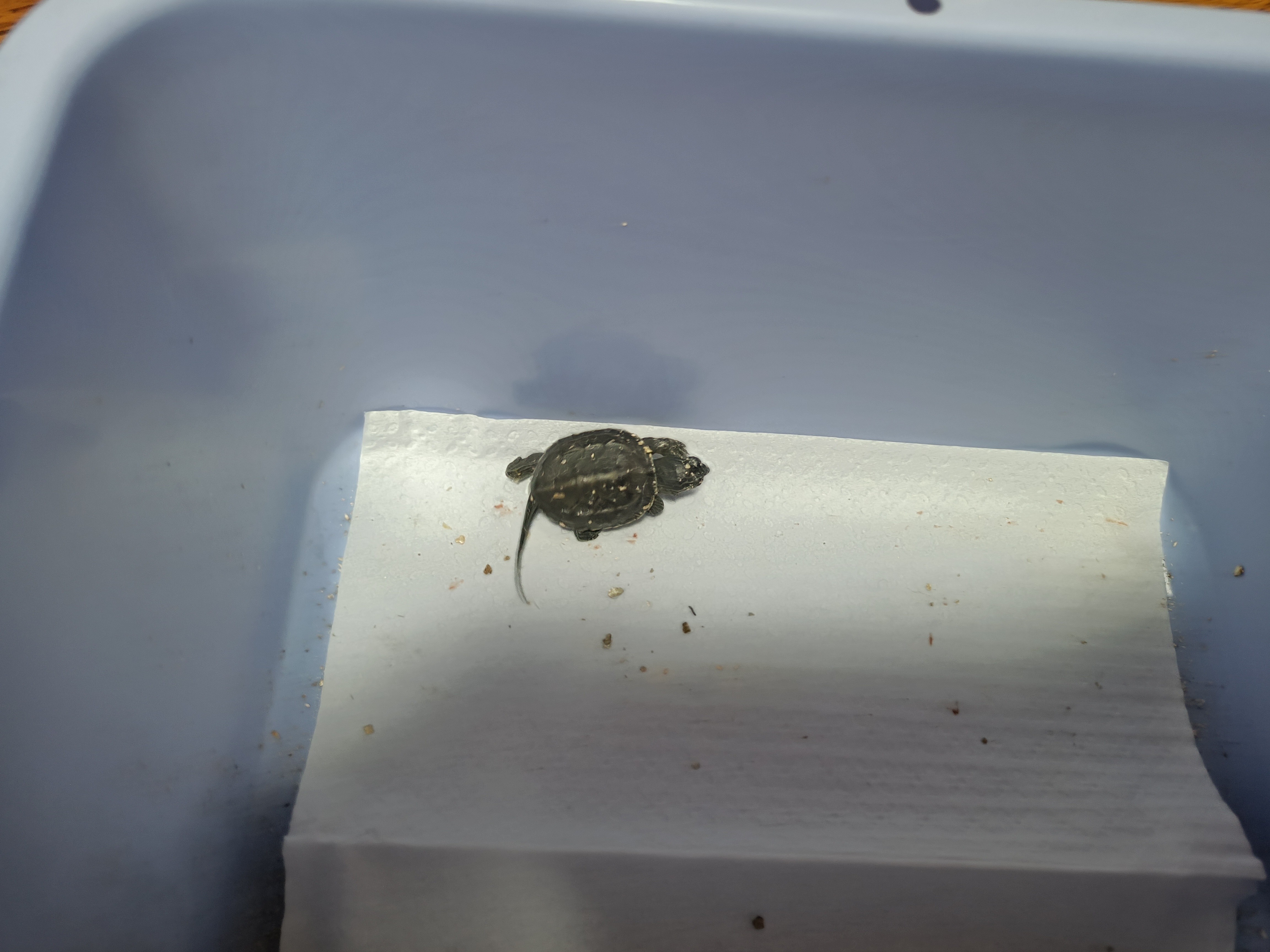 龟蛋孵化出壳怎么养,家养乌龟龟蛋用沙子怎么孵化