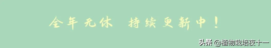 多肉补氨基酸,初霜仙女杯多肉