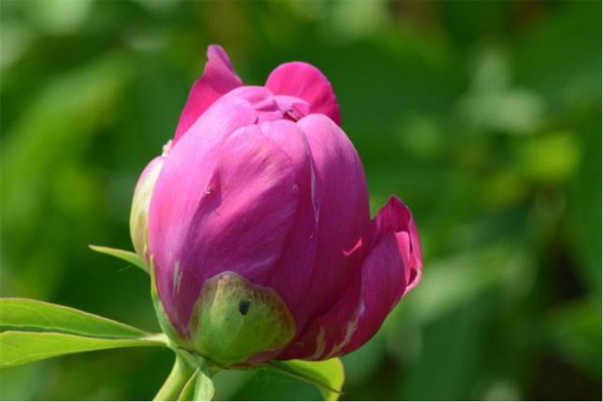 芍药花如何养殖和管理视频,芍药花栽培与养殖视频教学下载