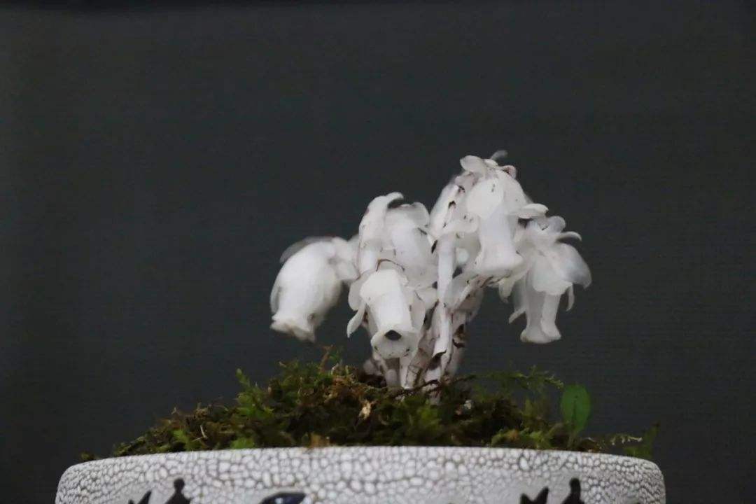 珍稀罕见幽灵之花水晶兰现身重庆,贵州发现近危级珍稀植物水晶兰