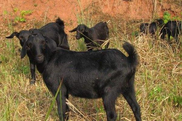 成年巨蟒蛇最多长达多少米,云南巨蟒