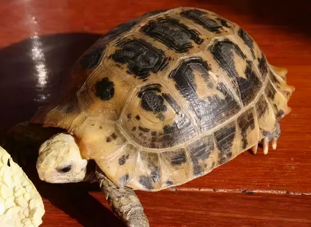 龟类大百科,大眼睛龟类