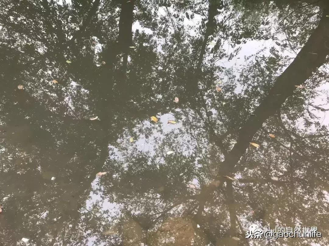 草龟难养,养草龟笔记