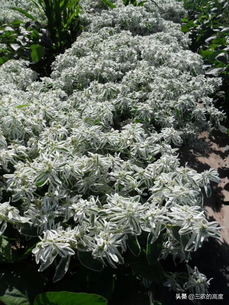 美丽有毒的植物认识11种毒花毒果,五大常见有毒植物你家里有吗