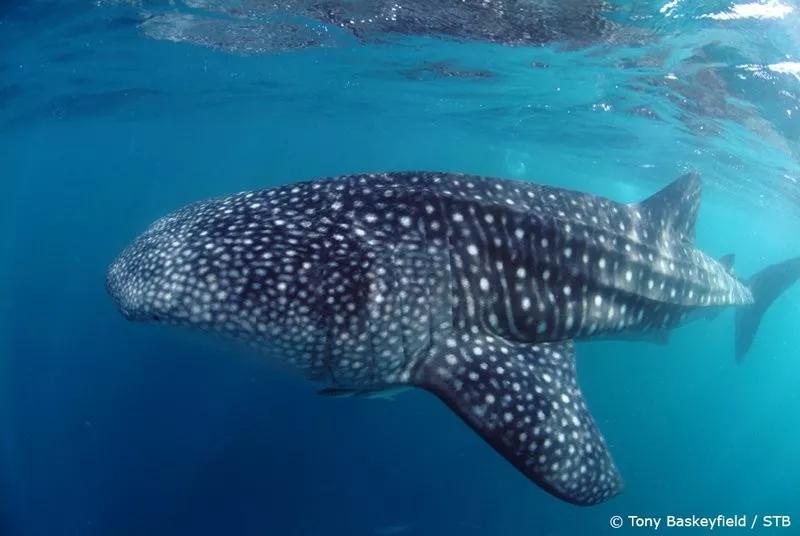 国内最美海岛no1媲美马尔代夫,比马尔代夫更值得去的国内海岛