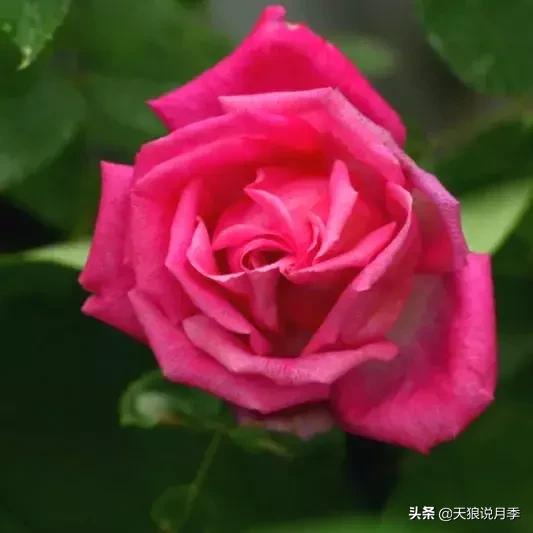 古老月季的魅力,40种中国古老月季