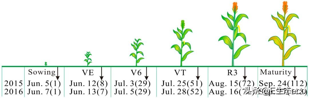 《Water》最新中国高水平论文：一种新型测算玉米日耗水量的方法