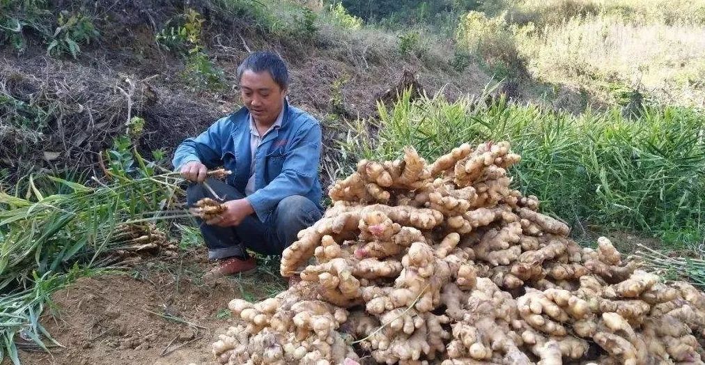 2020年12月份各地生姜批发价格,中国生姜网今日生姜价格