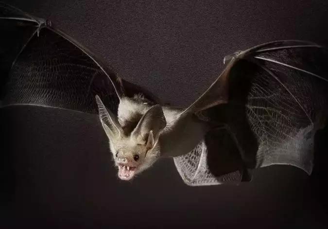 严打非法经营野生动物,贩卖野生保护动物如何处罚