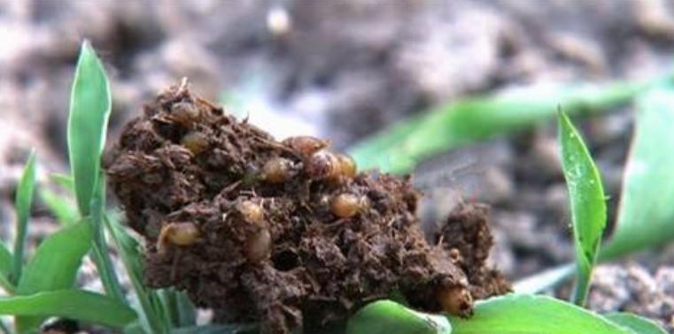 牛粪养殖蚯蚓技术视频教程,牛粪蚯蚓养殖合法