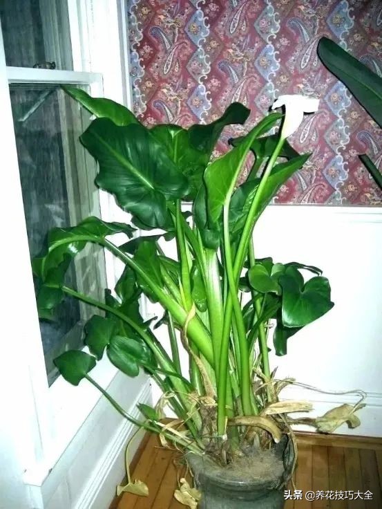 马蹄莲的块茎该种多深才能开花,马蹄莲盆栽养殖方法和注意事项