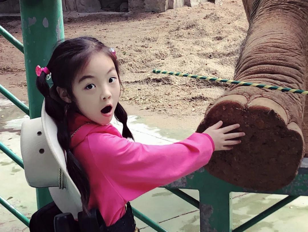 大熊猫相关知识,大熊猫百科知识详细介绍