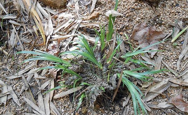 石头上的野草,河滩上的野草是什么野草