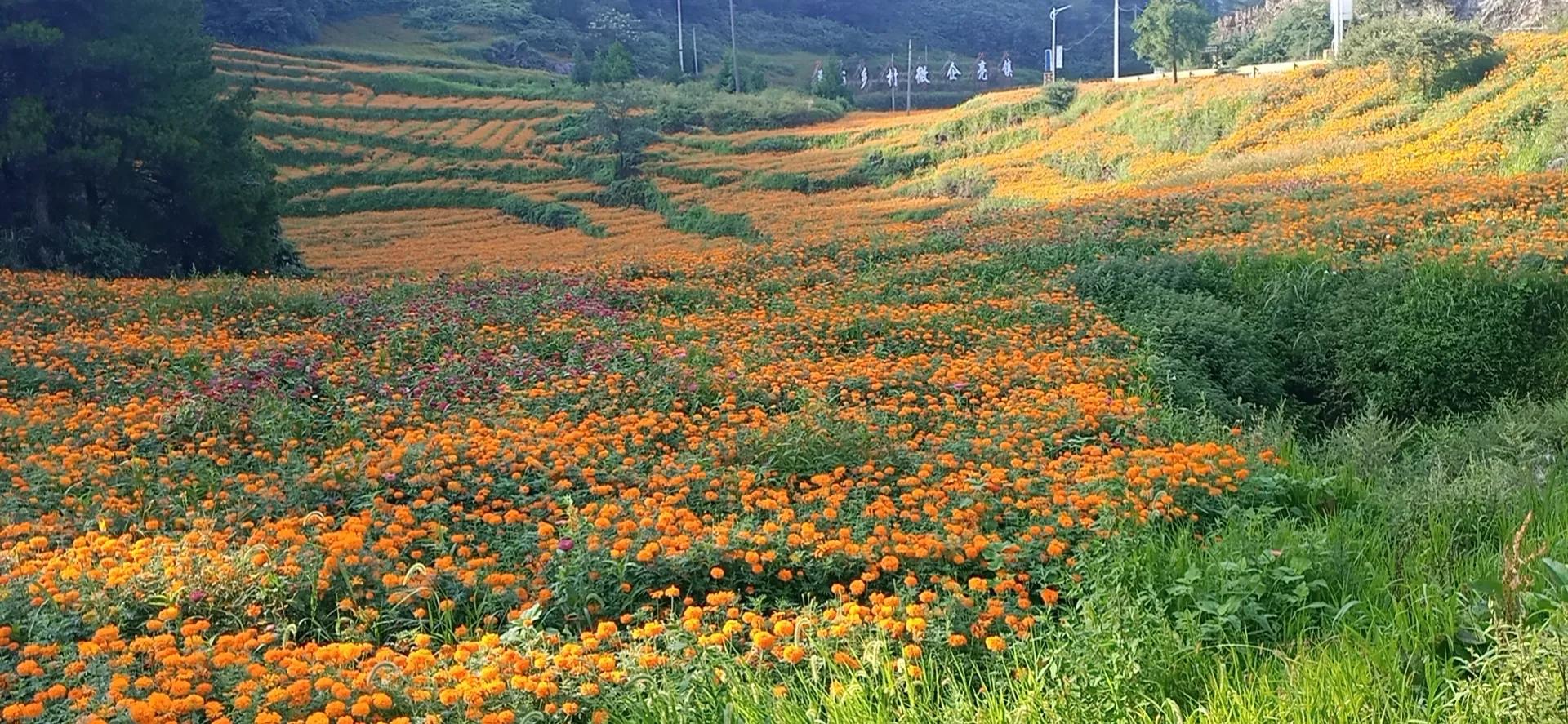 重庆周边摘果子的地方在哪里,重庆12月摘野果