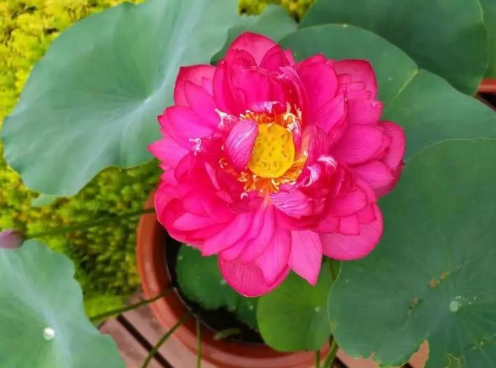 藕放到水缸里能开花吗,家里放旧水缸不好么