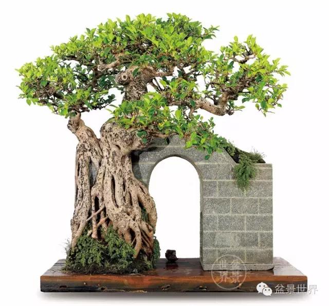 大师级老桩盆景欣赏,精美绝伦的老桩盆景