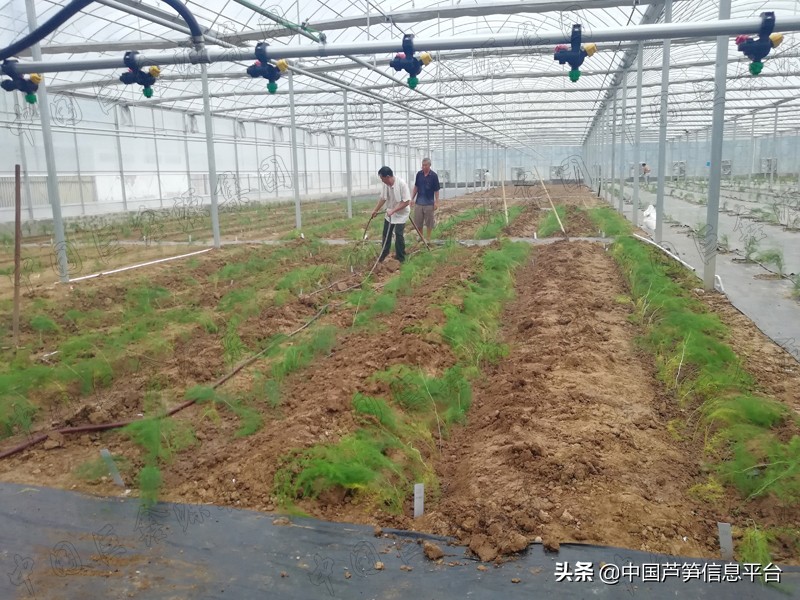 芦笋种植后几年都可以不移栽吗,芦笋怎么种植最好不在棚里种