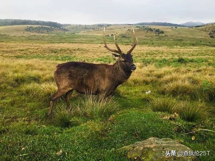 斯里兰卡努沃勒埃利耶打工靠谱吗,斯里兰卡努沃勒埃利耶