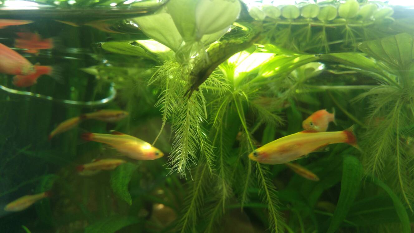 沼泽过滤鱼缸怎么开缸,沼泽缸开缸教程