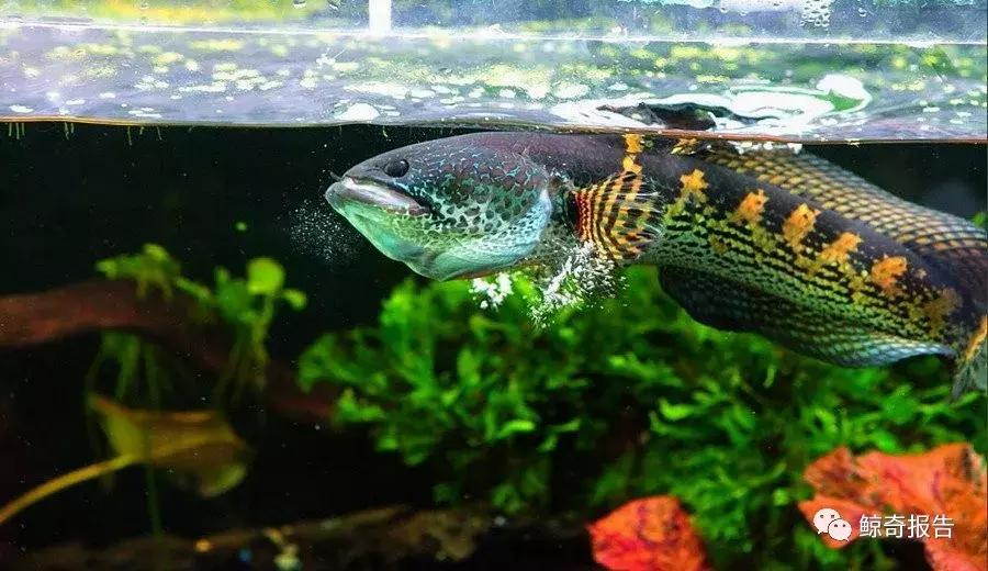 黄金眼镜蛇幼鱼饲养方法,饲养黄金眼镜蛇雷龙的温度是多少