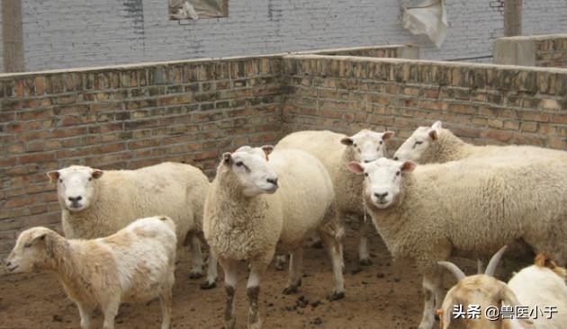 治疗羊病的中药配方,治疗羊病的药