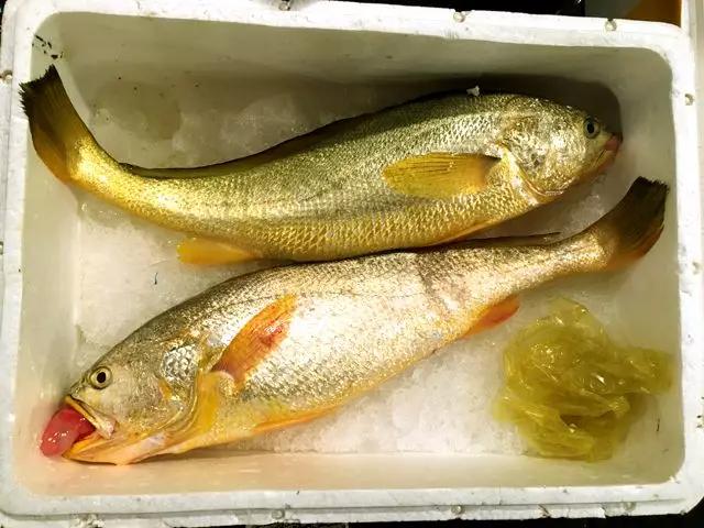 12种中国最珍贵的顶级食用鱼，做为一名吃货不可不知！