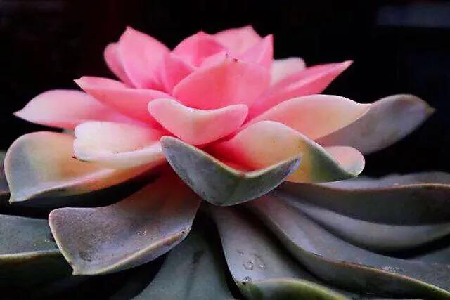 好看好养的多肉类植物,多肉类植物好看