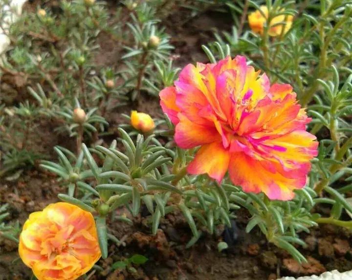 五月份被公认阳台最好养的10种花,喜阴耐旱适合室内养的50种花