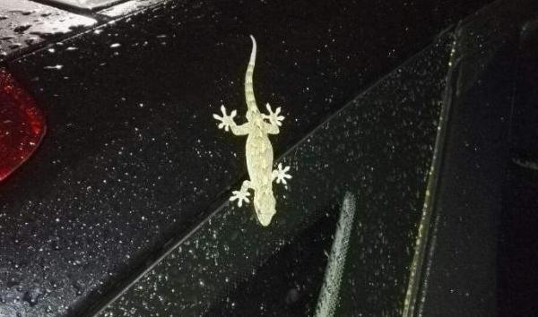 车后面贴的壁虎会掉吗,车后粘壁虎有什么说法