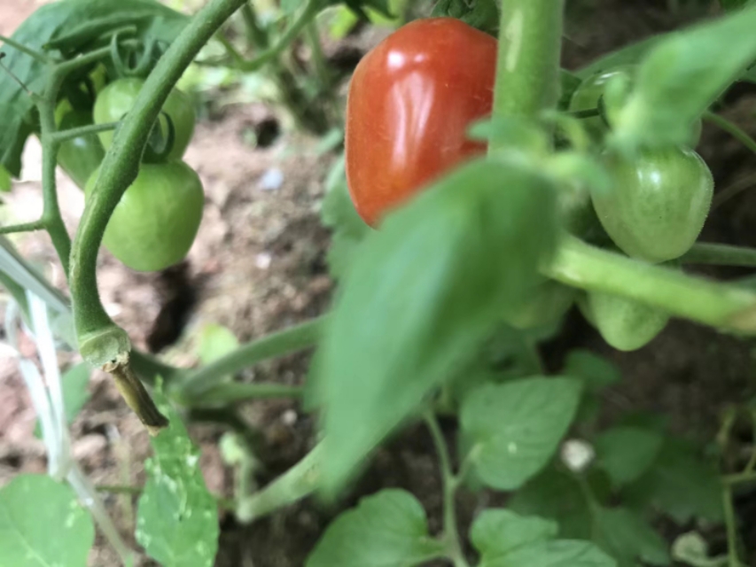 种菜的乐趣的古诗,农村小院种菜的诗句