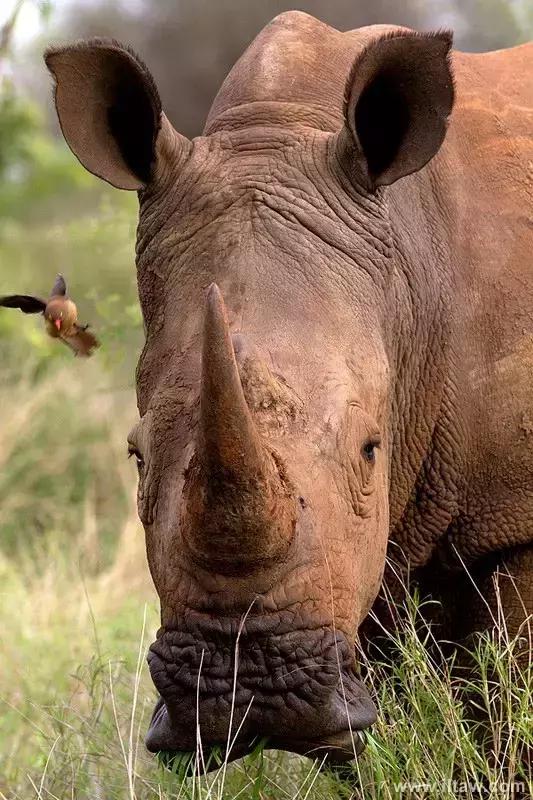 犀牛奇蹄目犀科动物,犀牛体格威猛是一种珍贵动物