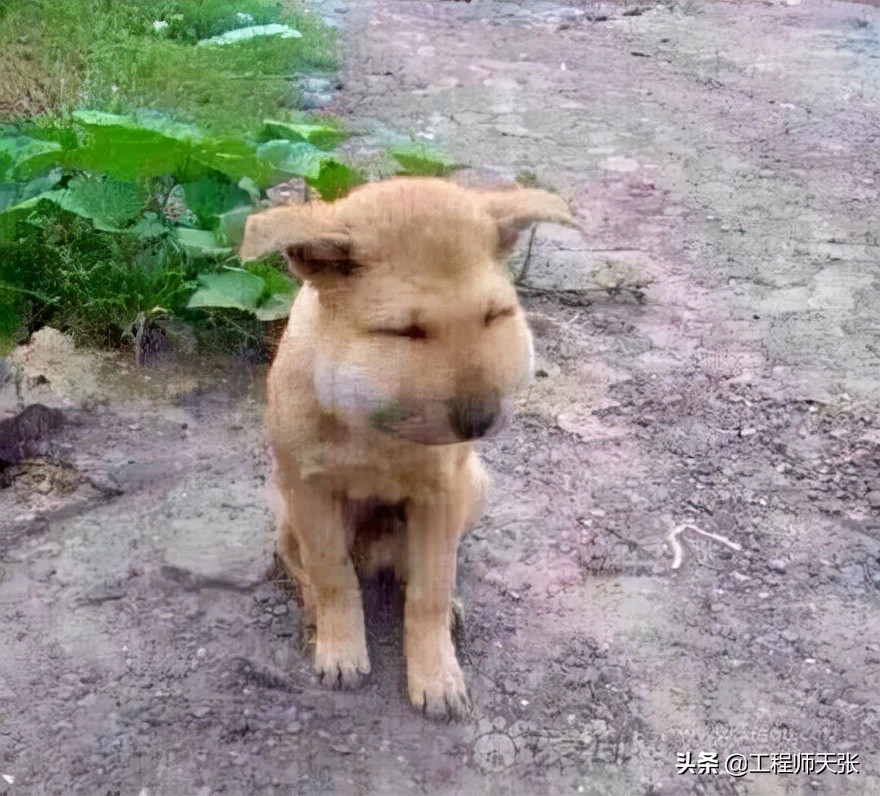 广西发现巨型马蜂,楼顶惊现巨型马蜂窝直径达半米