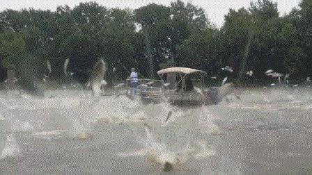 四大家鱼为什么没有卵,四大家鱼大量死亡是什么原因