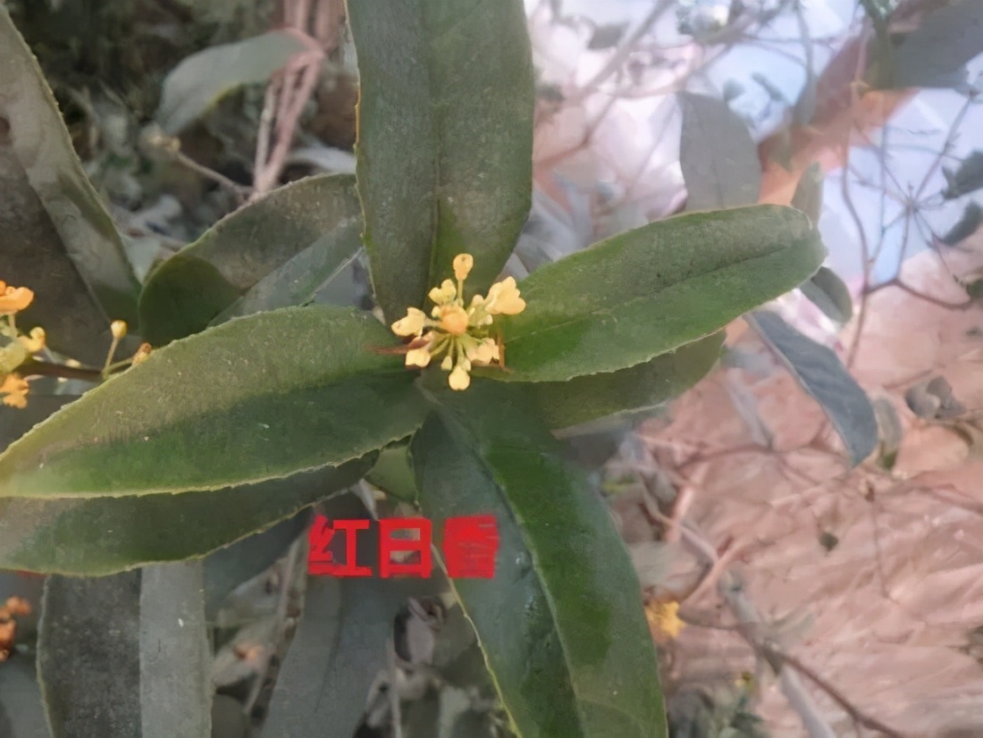 桂花发了好多新芽,桂花品种对比一览表