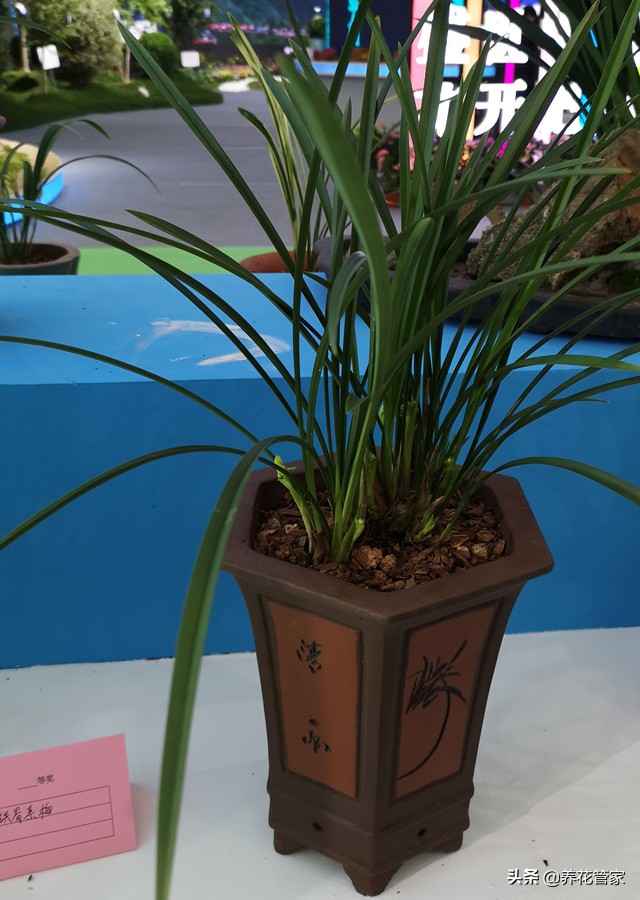 十大品种的兰花有哪几种,10月份开花的兰花品种多少钱一棵