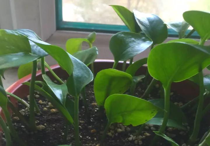 绿萝里面的小机关,绿萝有小机关怎么办