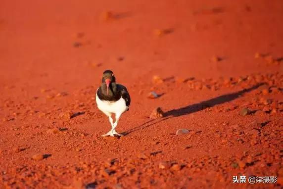 聚焦区域和自动对焦模式的选择,6d对焦模式和对焦区域