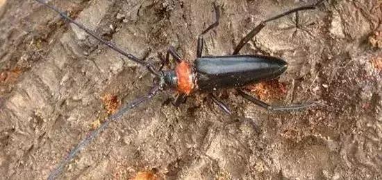 怎么预防地下害虫,地下害虫的防治方法是什么