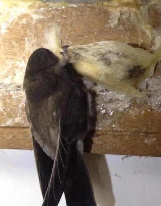 吃燕窝会让金丝燕无家可归吗,吃燕窝有负罪感